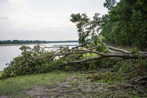 The tree was destroyed by the storm's intensity photo