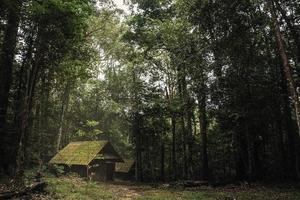 antigua cabaña de madera en el bosque foto