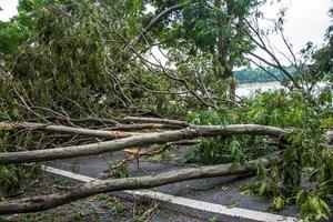 The tree was destroyed by the storm's intensity photo