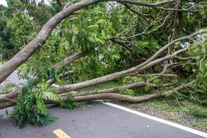 The tree was destroyed by the storm's intensity photo