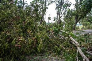 The tree was destroyed by the storm's intensity photo