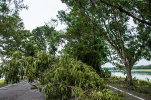 The tree was destroyed by the storm's intensity photo