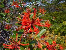 embothrium coccineum, firetree chileno o firebush chileno foto