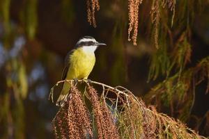 gran kiskadee pitangus sulfuratus bienteveo común foto