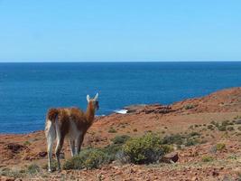 Guanaco Lama guanicoe, in the wild in patagonia photo