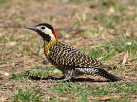 green-barred woodpecker Colaptes melanochloros photo