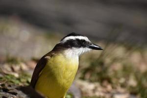 closeup of great kiskadee Pitangus sulphuratus photo