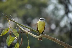 great kiskadee Pitangus sulphuratus bienteveo comun in a public park in Buenos Aires city photo