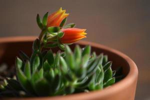 Blooming echeveria secunda plant with orange flowers in a pot photo