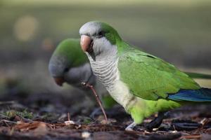 monk parakeet myiopsitta monachus, or quaker parrot, on the ground photo