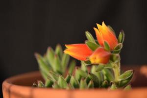 Blooming echeveria secunda plant with orange flowers in a pot photo