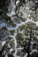 wide angle abstract shot of Tipuana tipu trees against the sky photo