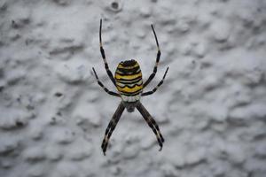 yellow garden spider in its net photo