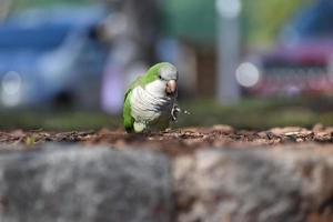 monk parakeet myiopsitta monachus, or quaker parrot, in the city photo