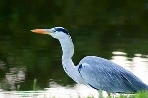 garza gris en un pequeño estanque en la isla praha de seychelles foto