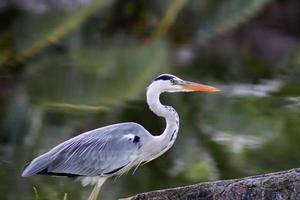 Grey heron at a small pond on the Seychelles island praha photo