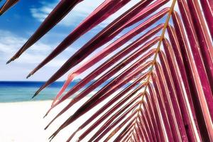 Magical fantasy infrared shots of palm trees on the Seychelles islands photo