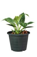 Philodendron Birkin is growing in black plastic pot isolated on white background included clipping path. photo
