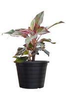 Aglaonema commutatum or Chinese Evergreen plants in black plastic pot isolated on white background included clipping path. photo