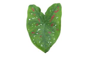 Caladium bicolor leaf with red and white specks isolated on white background with clipping path. photo