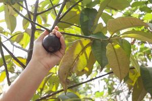 Hand women harvested mangosteen on the tree in the garden. photo