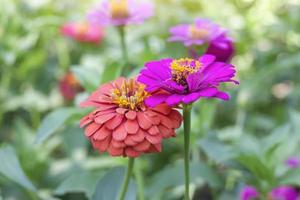 Beautiful colorful zinnia flower bloom with sunlight in the garden on blur nature background. photo