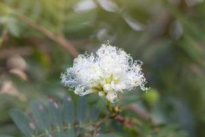 flor blanca de littleleaf brezo sensible, brezo sensible o llamada tailandesa cha em thai es una hierba tailandesa. Las propiedades de la raíz son resolver el estreñimiento y aliviar la sed, la fruta es aliviar la tos y el dolor de garganta. foto