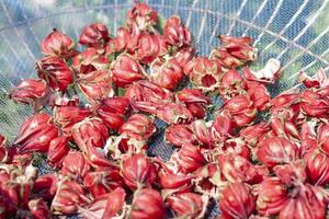 Vinuela or Cabitutu is exposed to the sun to dry for processing into drink and is Thai herbal with properties lower cholesterol levels. photo