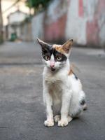 Calico cat sit on floor photo