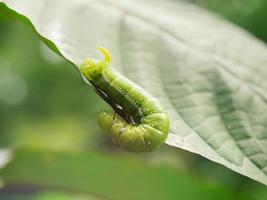 Big green caterpillars. On the leaves, the pests eat and damage. photo