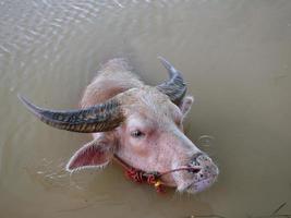 búfalo de agua en el canal para refrescarse. foto