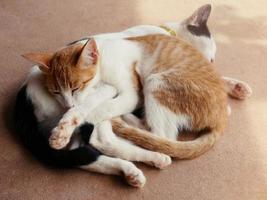 cute cats hug Shows warmth, intimacy, trust, cheerfulness. photo