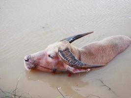 búfalo de agua en el canal para refrescarse. foto