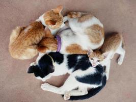 cute cats hug Shows warmth, intimacy, trust, cheerfulness. photo