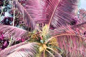 Magical fantasy infrared shots of palm trees on the Seychelles islands photo
