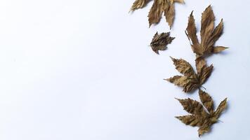 Autumn composition. Fallen yellow and brown leaves. Top view. Minimal concept. Copy space. photo