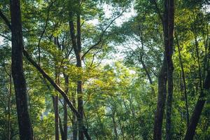 Morning tree and sun light in forest photo