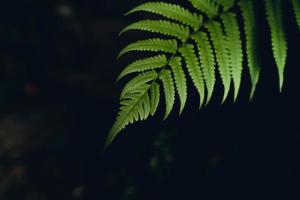 dark fern leaves in the forest foliage background photo