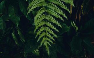 dark fern leaves in the forest foliage background photo