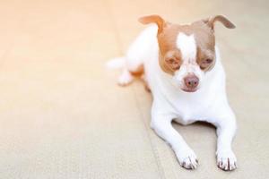 The dog looking sad waiting in front of the house. straight looking face strain depress worry. on background concrete wall, bare cement. Pets concept. Leave copy space empty for text writing. photo