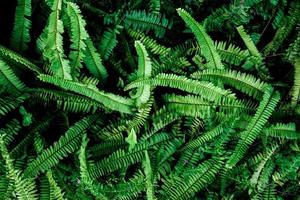 Abstract background. Patterns of fern leaves in nature. nature background concept photo