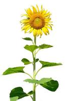 sunflower on white background with clipping path photo