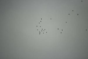 A flock of birds in the sky. The birds fly south. photo