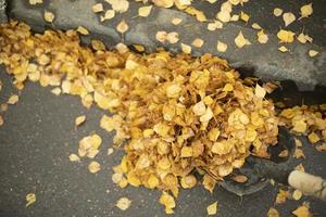 Dry leaves on the road. A bunch of yellow leaves. Cleaning of fallen foliage. photo