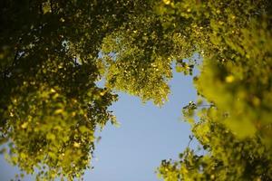 Frame of leaves. View up trees in summer. Blue sky and green leaves. photo