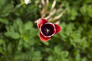 Flowers in the flowerbed. Garden plant. photo