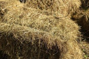 Hay for cows. Dry grass in briquettes. Farm details. photo