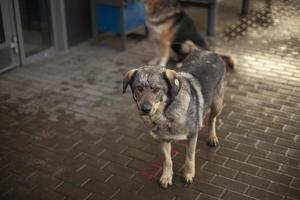 Homeless dog on the street. A dog with a mark on his ear. An animal abandoned by people. photo