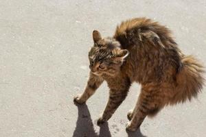 el gato suspiró su pelo. un animal asustado. un gato callejero se defiende. foto