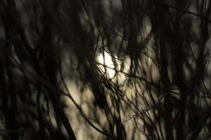 The sun through the branches of the plant. Background with plants. photo